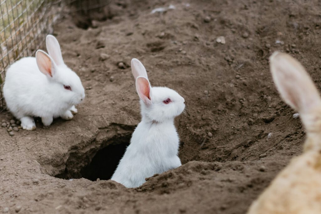 Three white rabbits sitting around a hole in the ground
